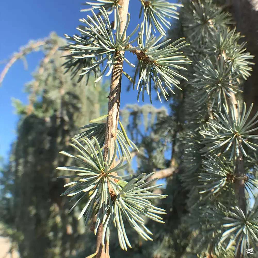 Cedru albastru Glauca Atlantica (Pendula), conifer curgator cu ace albastre-argintii, vesnic verde, forma eleganta