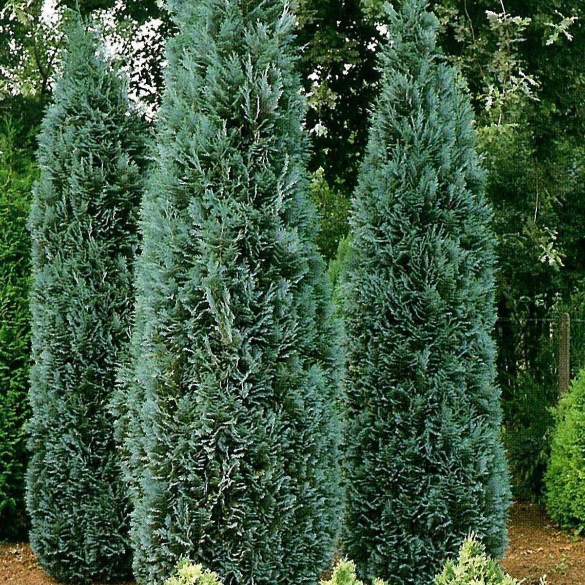 Chiparos Columnaris verde-albastrui, gard viu vesnic verde