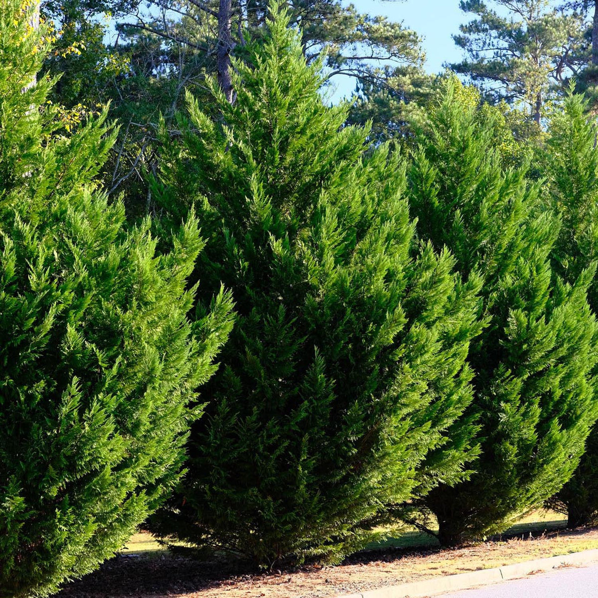 Chiparos Leylandii, gard viu vesnic verde