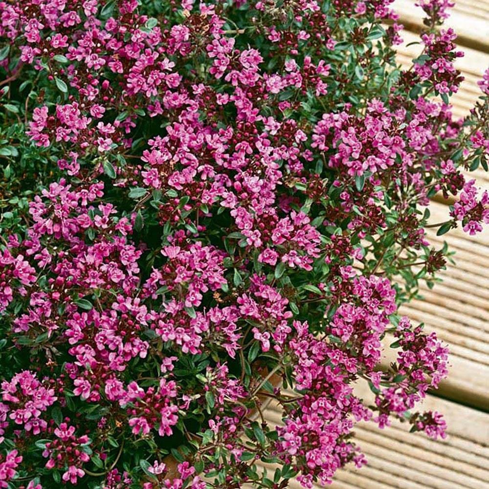 Cimbrisor rosu-fucsia Red carpet, tarator si intens aromat