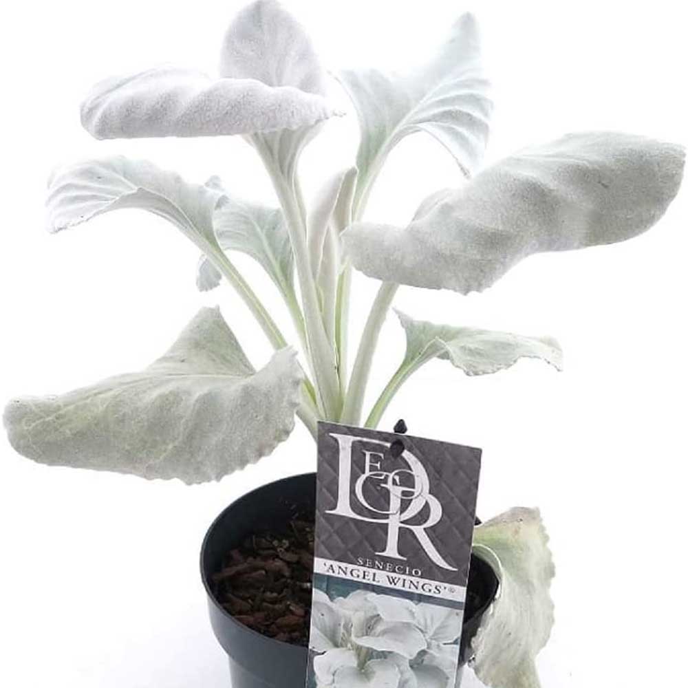 Cineraria Senecio Angel Wings, cu frunze argintii-albe pufoase