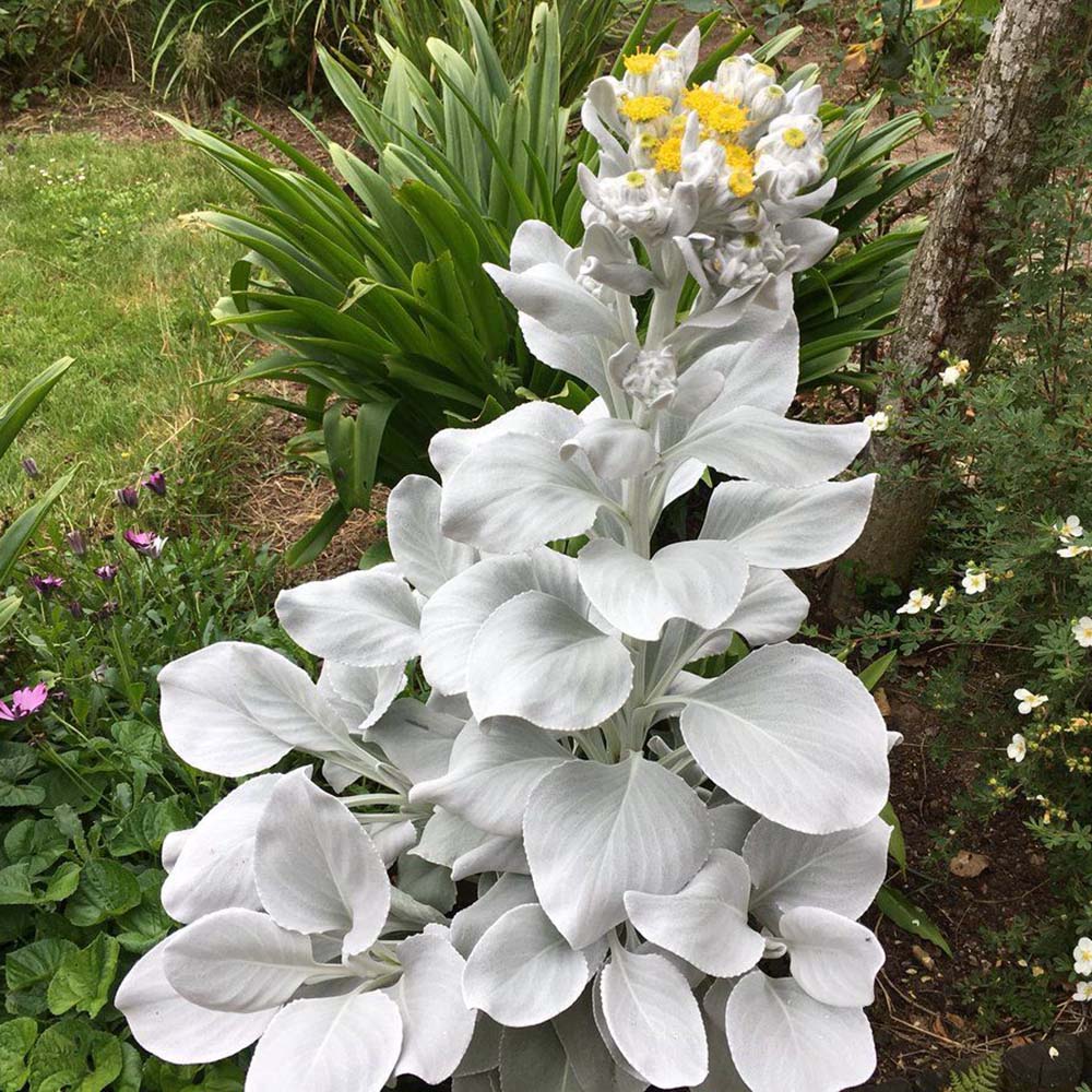 Cineraria Senecio Angel Wings, cu frunze argintii-albe pufoase