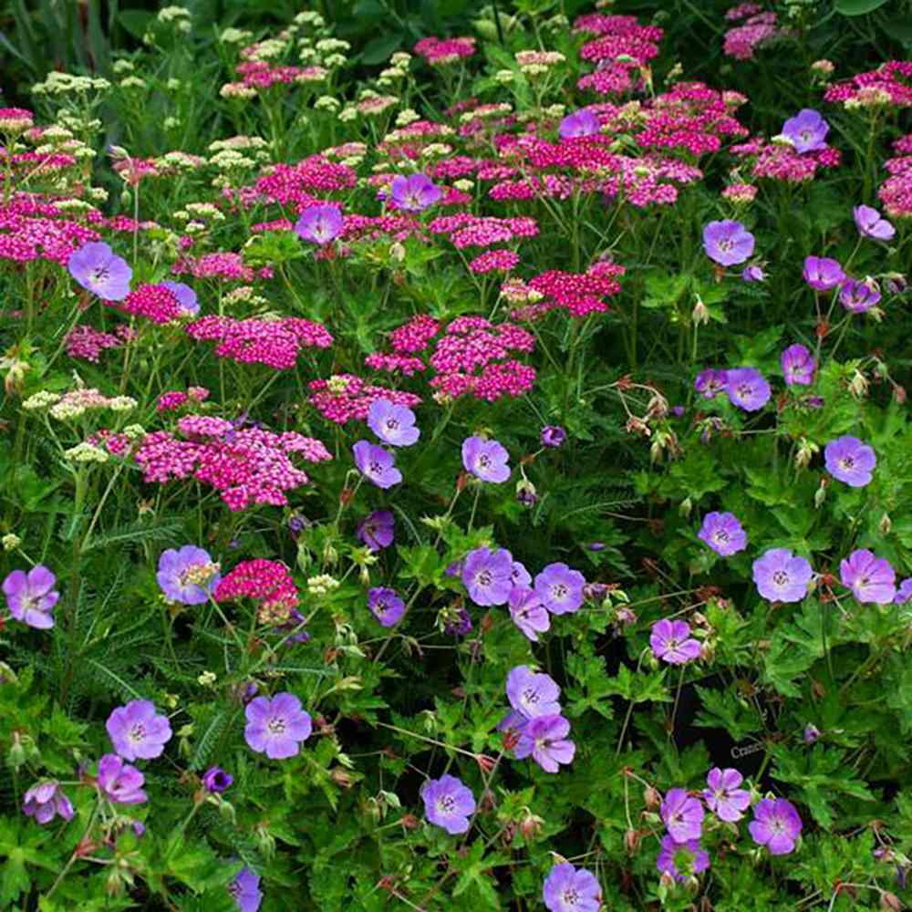 Ciocul Berzei Geranium Bloom me away, tarator cu flori albastre-mov