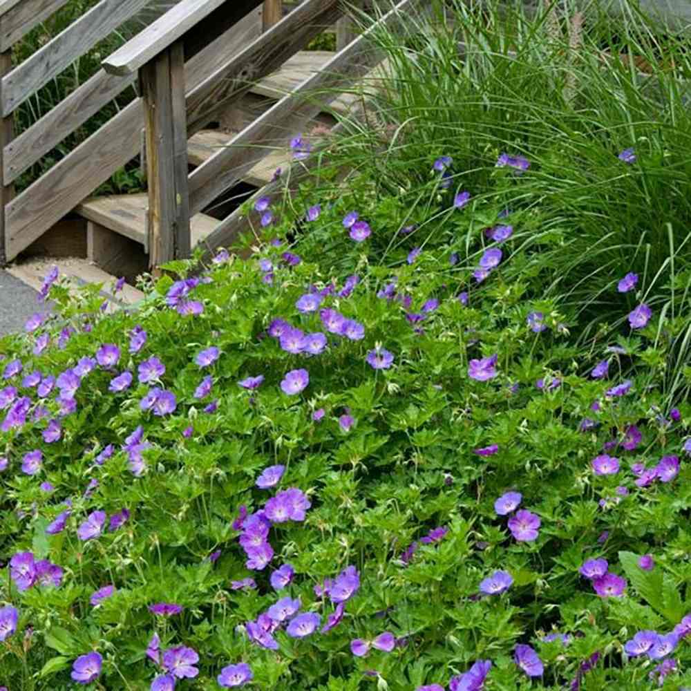 Ciocul Berzei Geranium Bloom me away, tarator cu flori albastre-mov