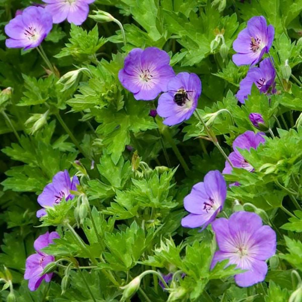 Ciocul Berzei Geranium Bloom me away, tarator cu flori albastre-mov