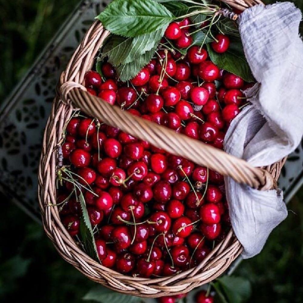 Cires Clasic (Prunus avium), cu fructe dulci-acrisor rosu-inchis