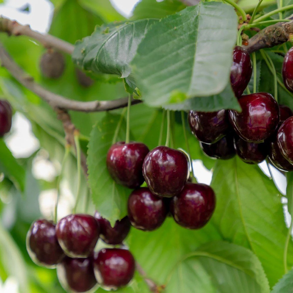 Cires Clasic (Prunus avium), cu fructe dulci-acrisor rosu-inchis