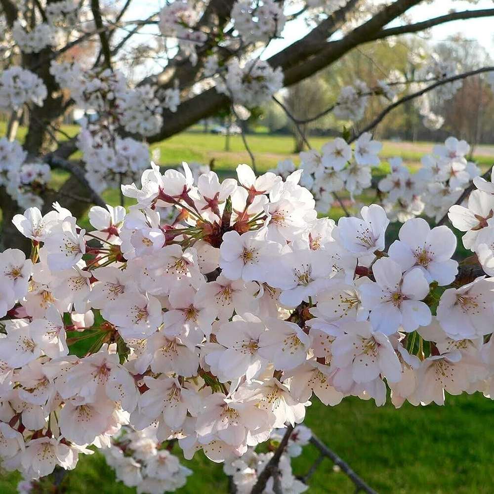 Cires Clasic (Prunus avium), cu fructe dulci-acrisor rosu-inchis