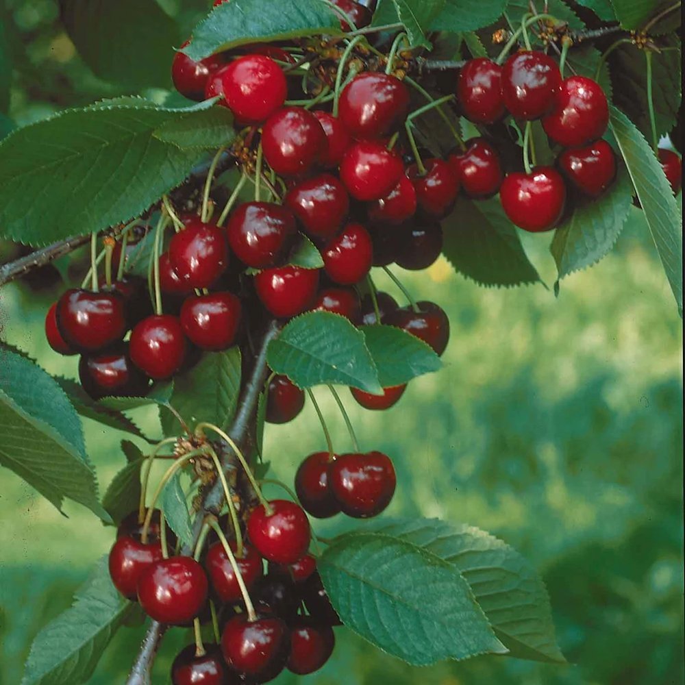 Cires Columnar (Prunus Avium) Sylvia, cu fructe dulci rosii-inchis