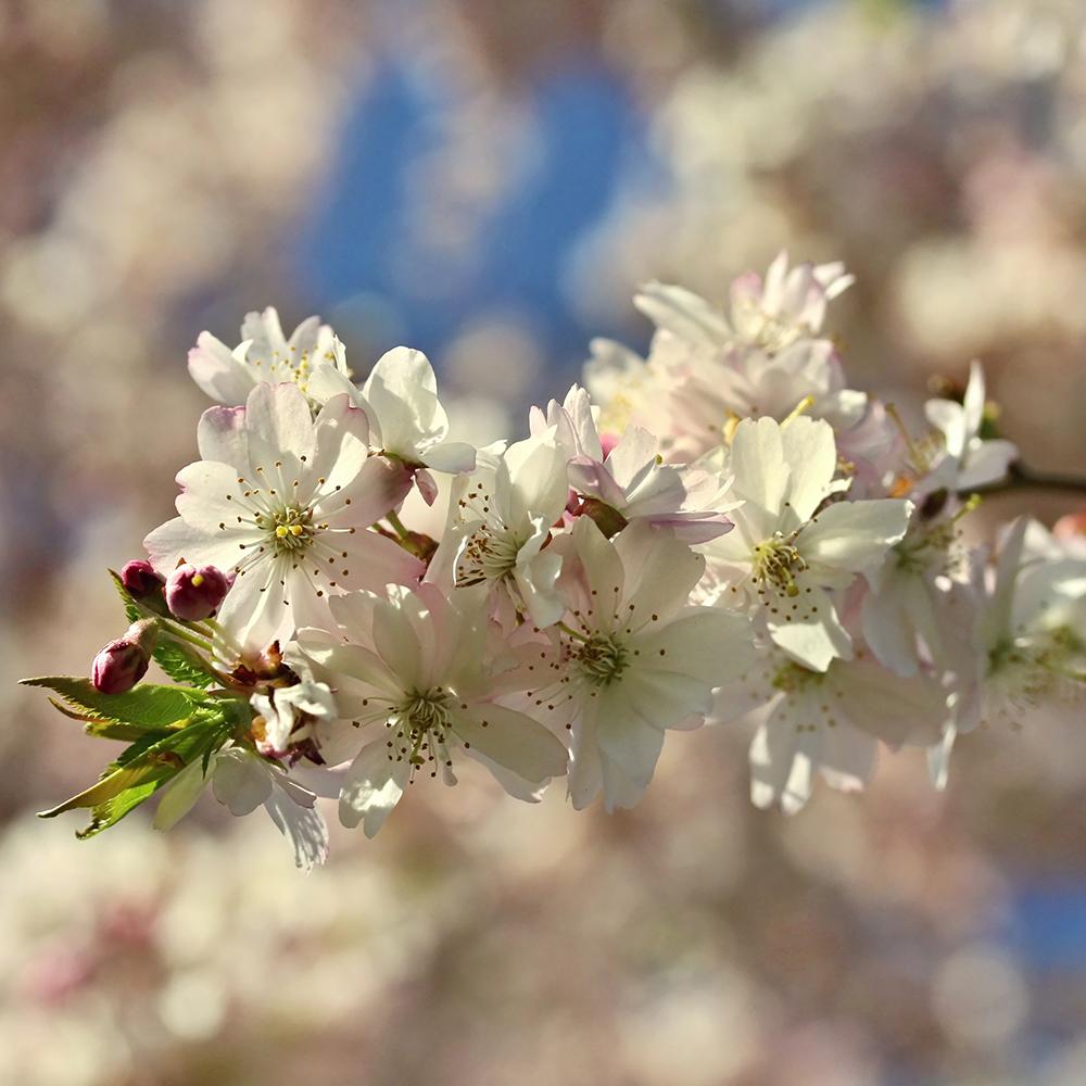 Cires Japonez Autumnalis Rosea, cu flori roz-pal