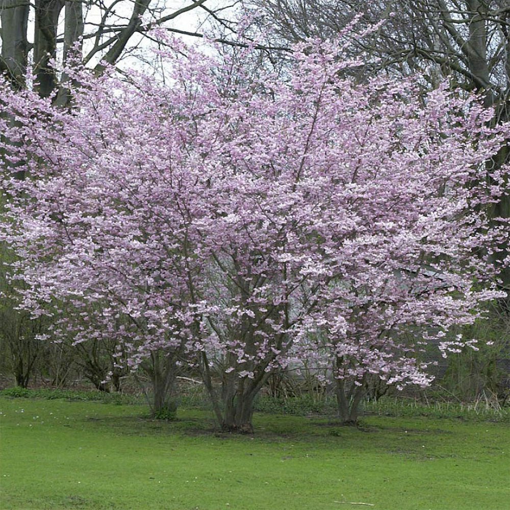Cires Japonez Autumnalis Rosea, cu flori roz-pal