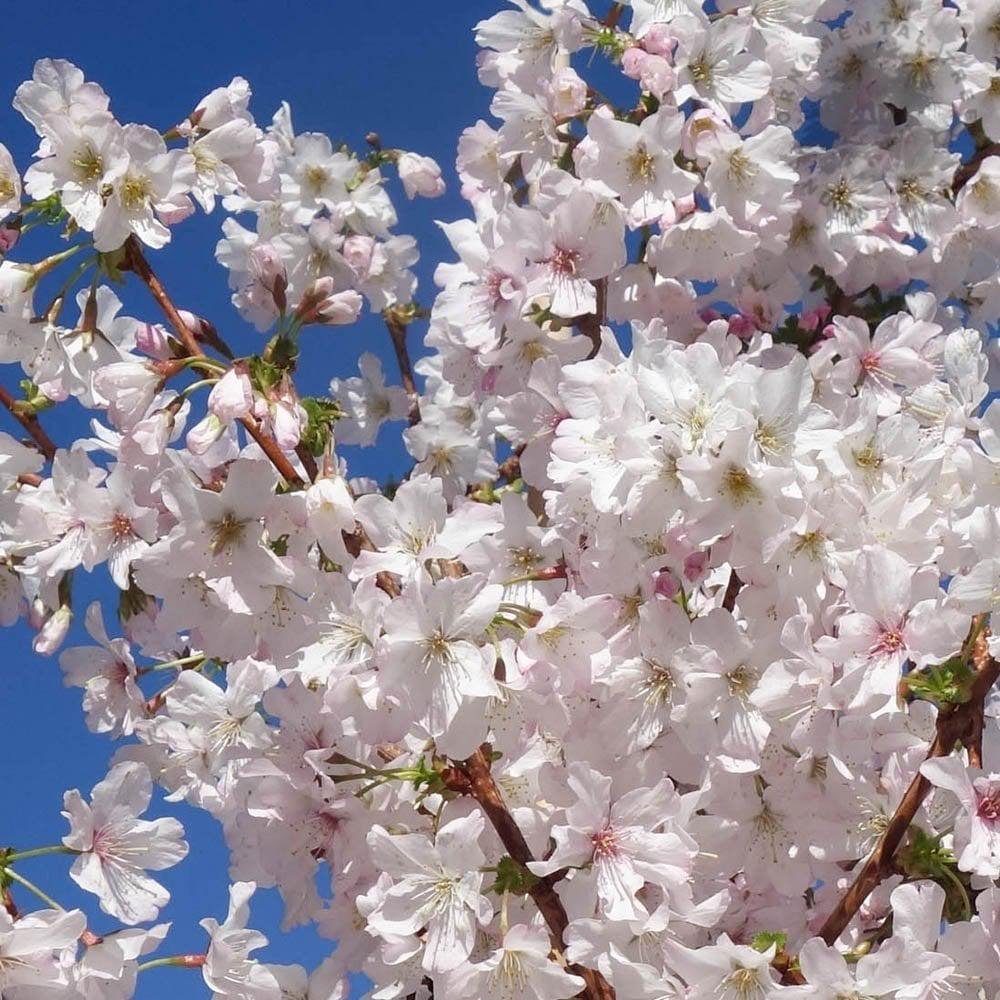 Cires Japonez alb Brillant, cu flori albe