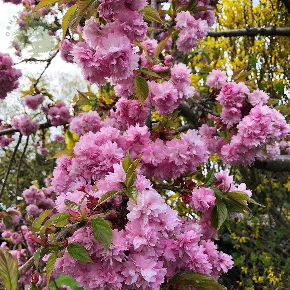 Cires Japonez plangator Kiku-Shidare-Zakura, cu flori roz duble