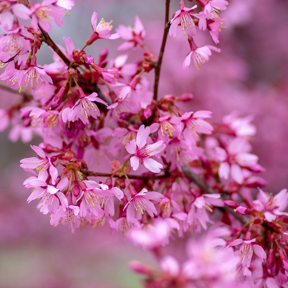 Cires Japonez Okame, cu flori roz intens