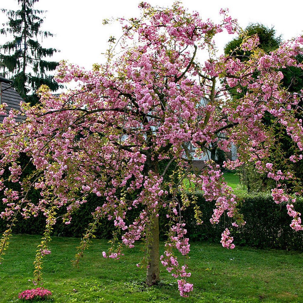 Cires Japonez plangator Kiku-Shidare-Zakura, cu flori roz duble