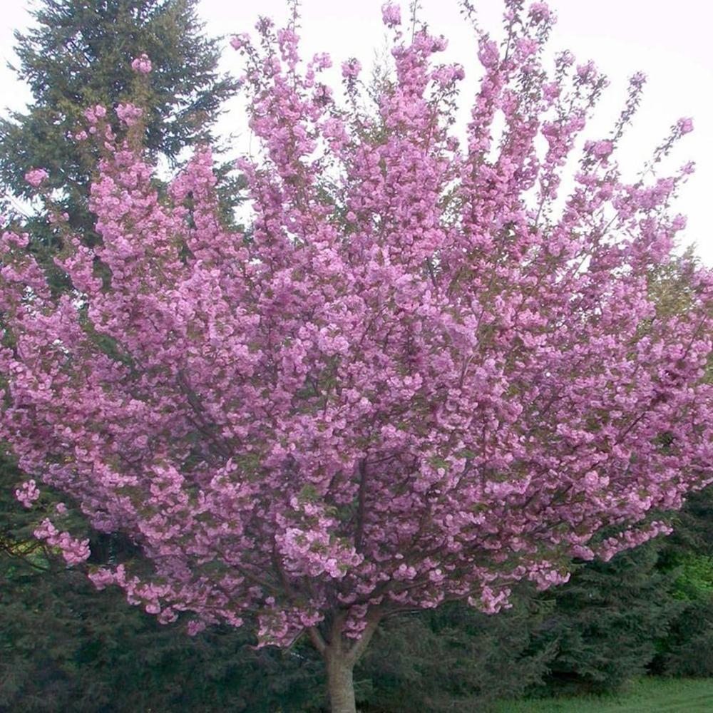 Cires Japonez Royal Burgundy, cu flori roz-albe si frunze burgundi