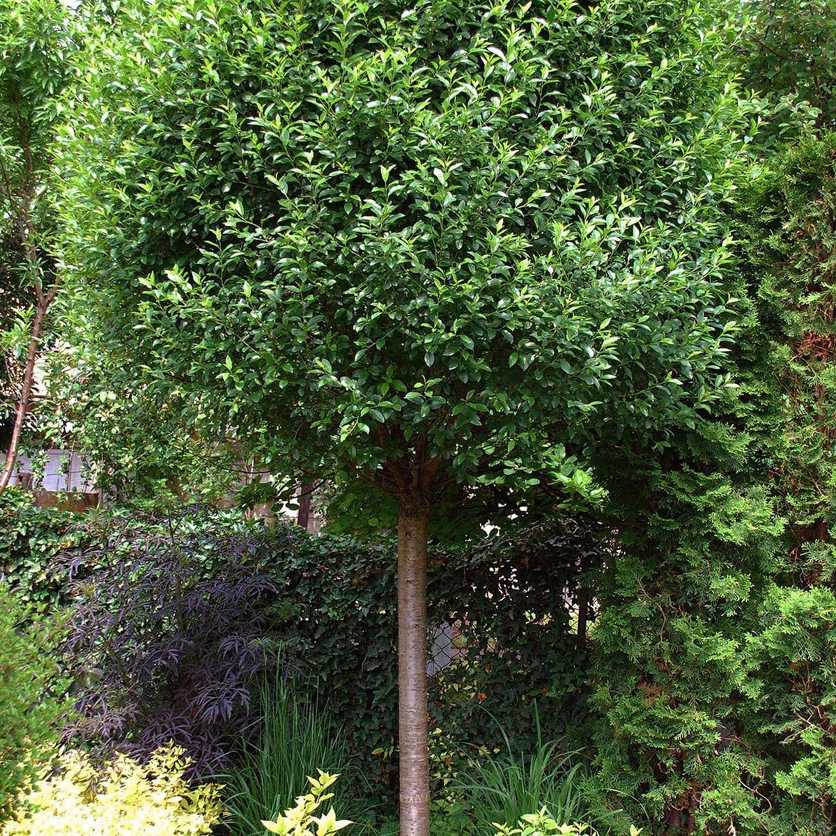 Cires Ornamental Globular Umbraculifera, cu flori albe