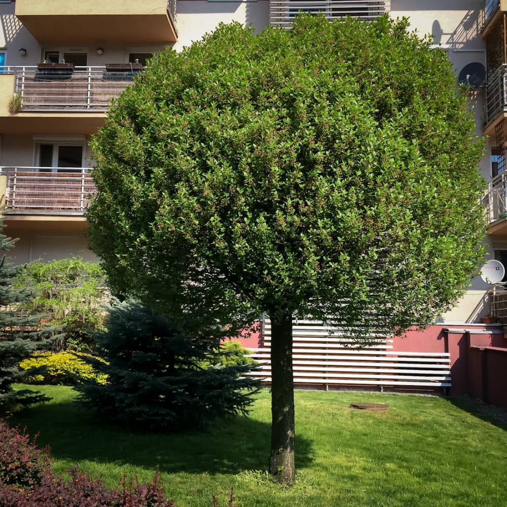 Cires Ornamental Globular Umbraculifera, cu flori albe