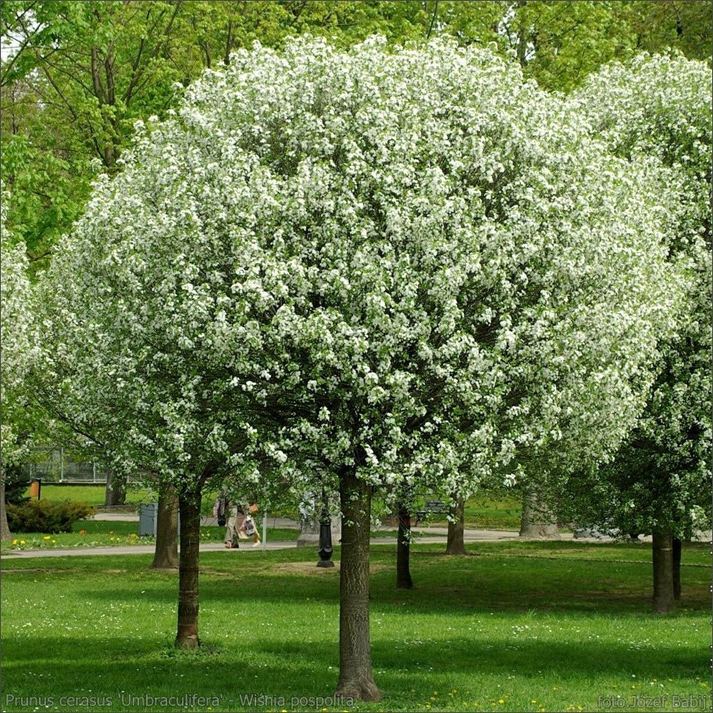 Cires Ornamental Globular Umbraculifera, cu flori albe