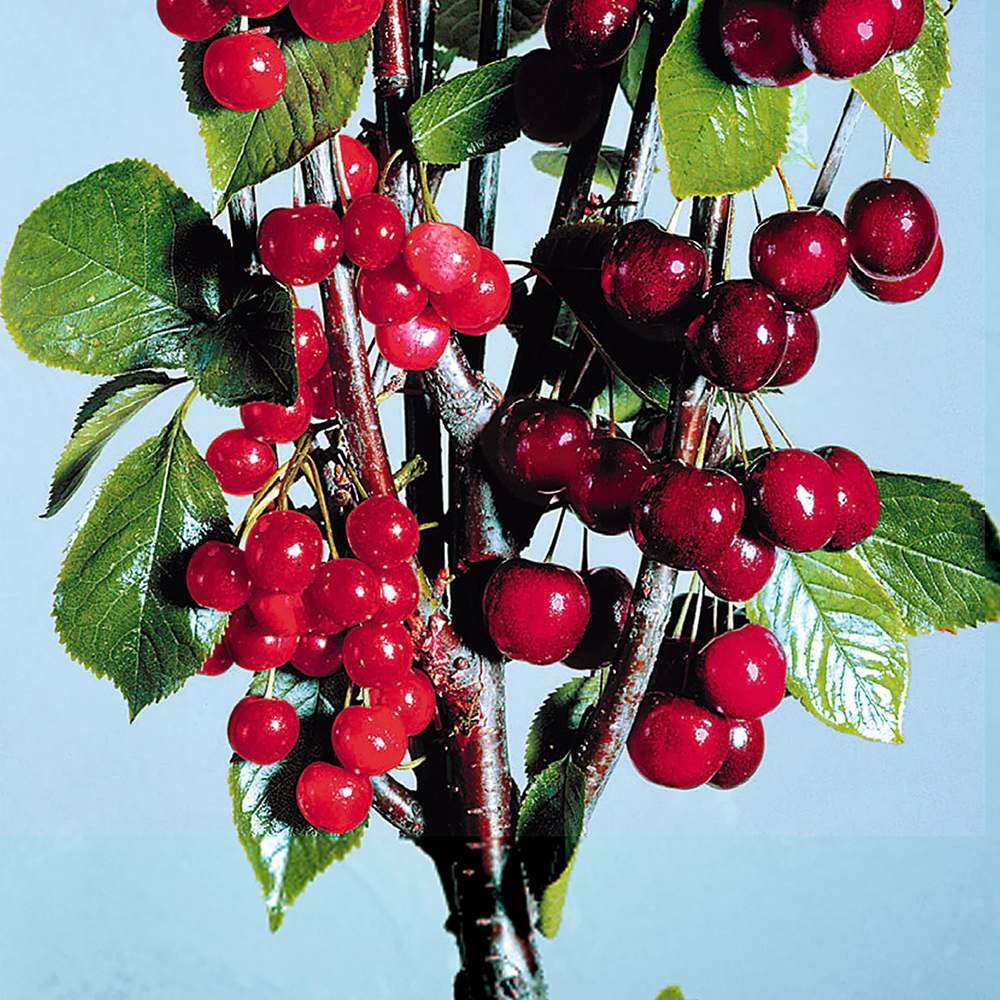 Cires (Prunsu Avium) Bigarreau Napoleon, cu fructe dulci-acidulate, galbene-rosii