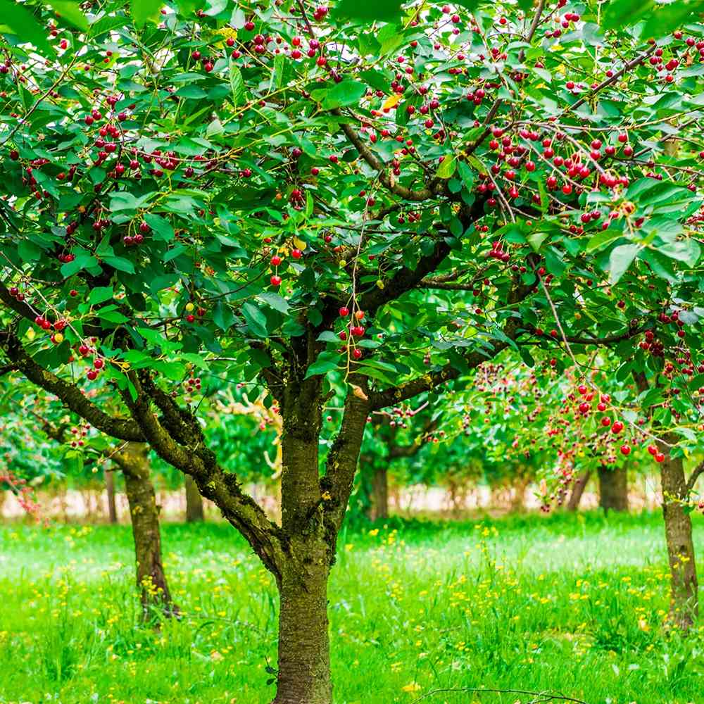 Cires (Prunus Avium) Bigarreau Burlat, cu fructe dulci rosii-inchis