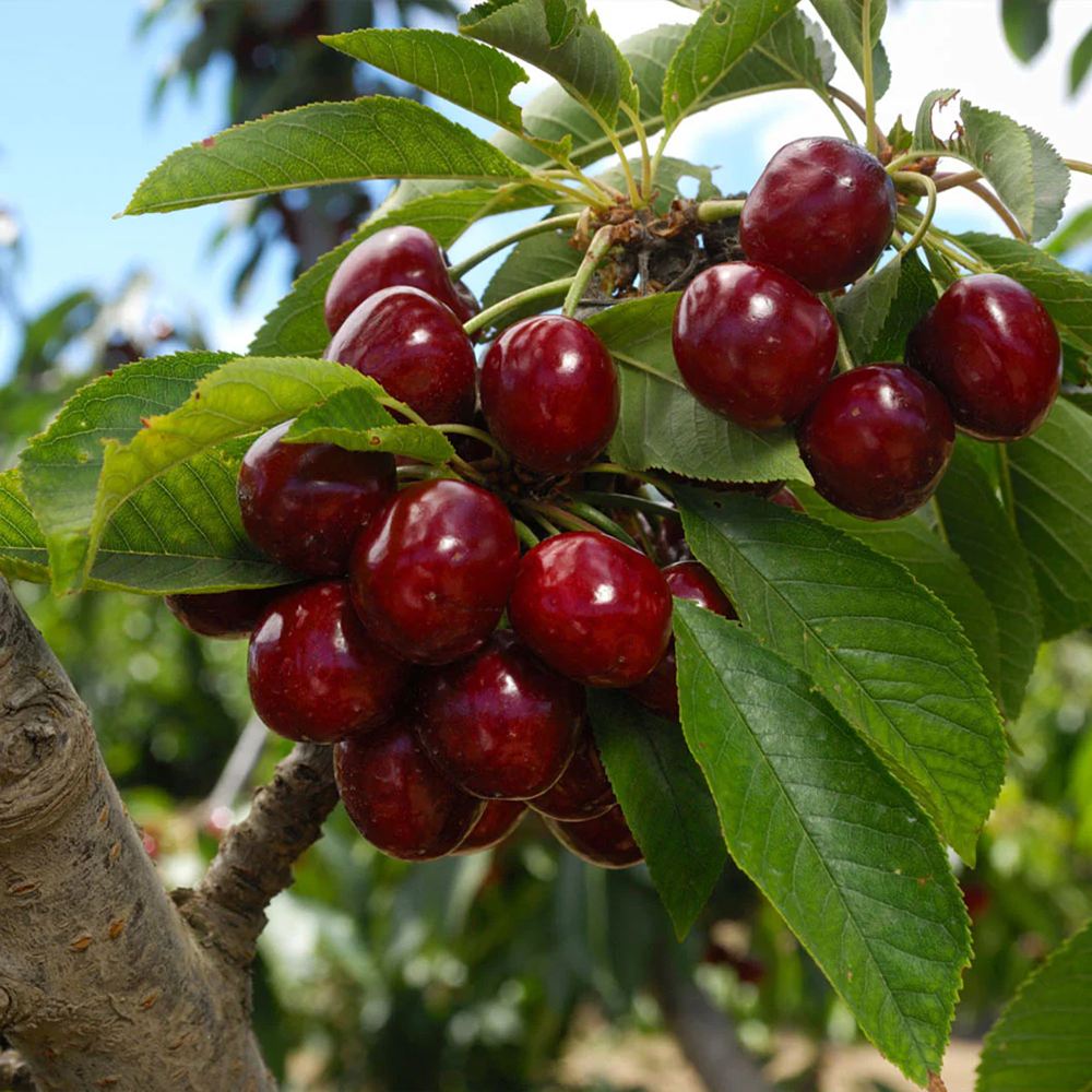 Cires (Prunus Avium) Lapins, cu fructe dulci rosii-inchis