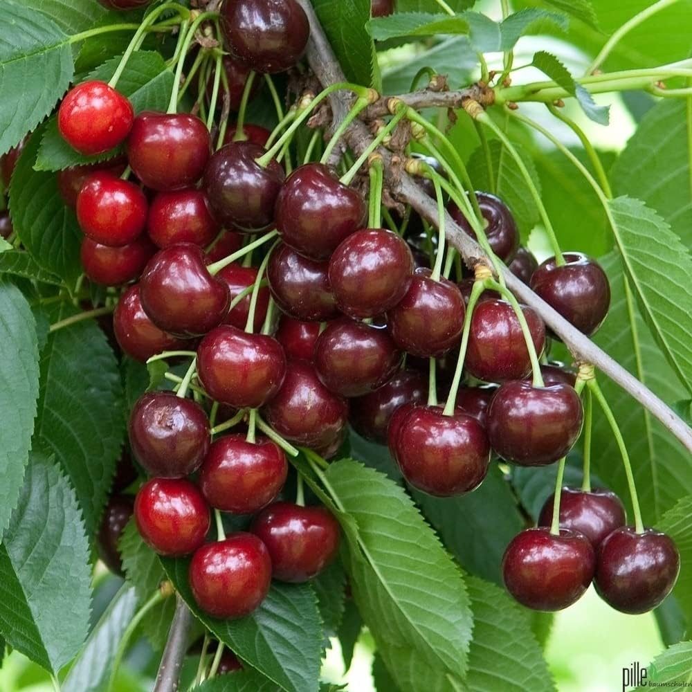 Cires (Prunus Avium) Lapins, cu fructe dulci rosii-inchis
