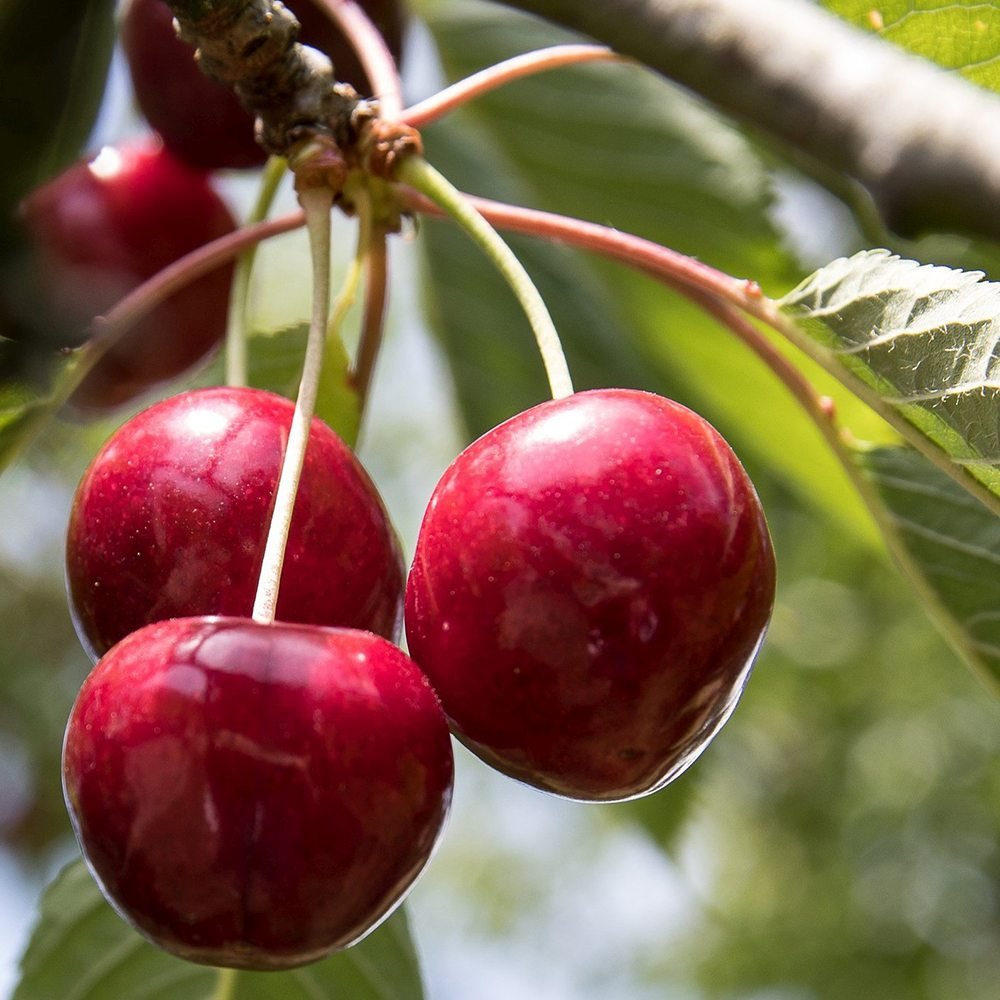 Cires (Prunus Avium) Lapins, cu fructe dulci rosii-inchis