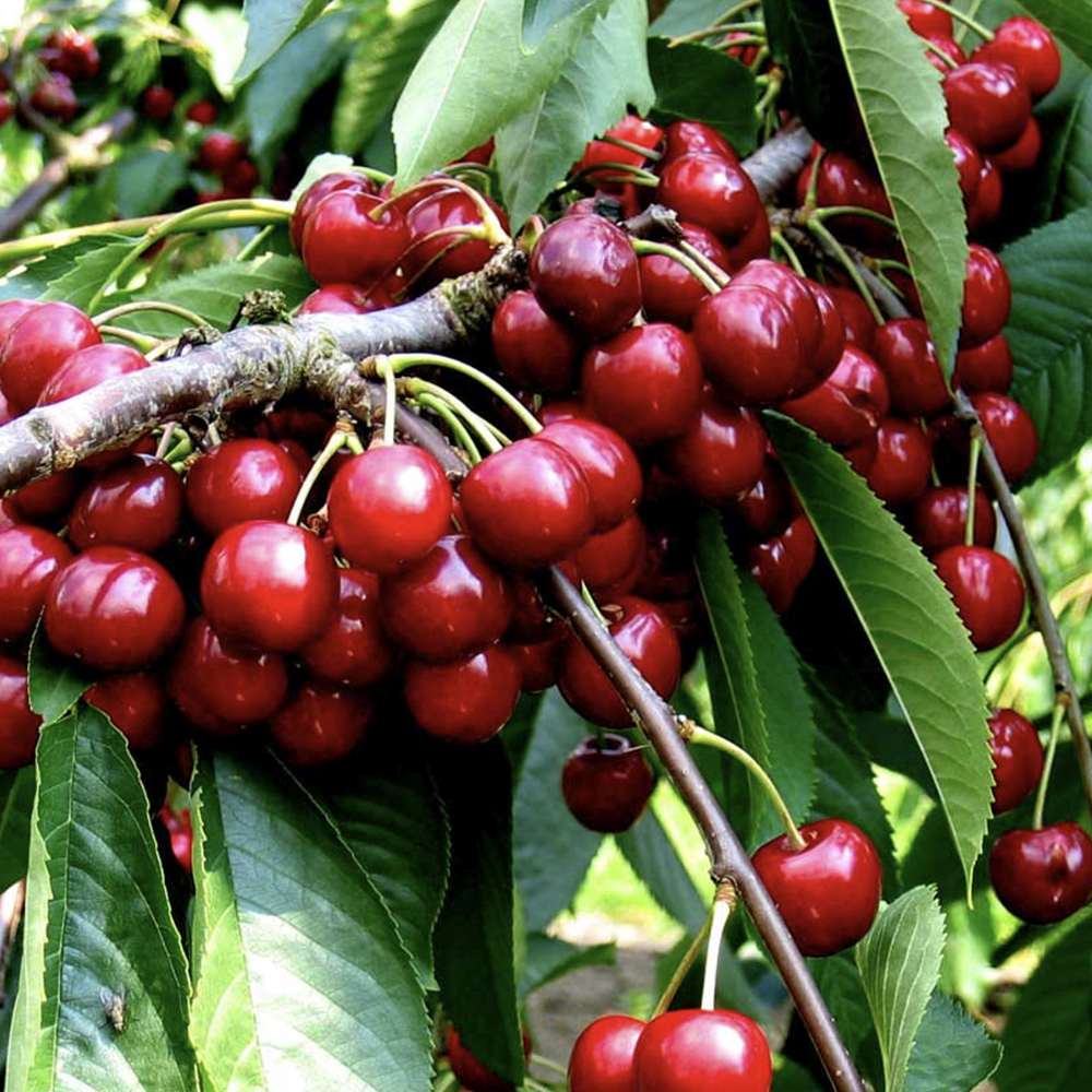 Visin (Prunus Cerasus) Morello, cu fructe acrisoare rosu inchis