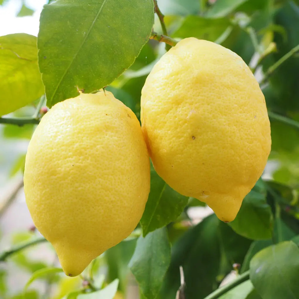 Pom Lamai (Citrus Limon) Amalfitano, 110 cm, cu fructe lungi galbene si parfumate, an 2 pe rod