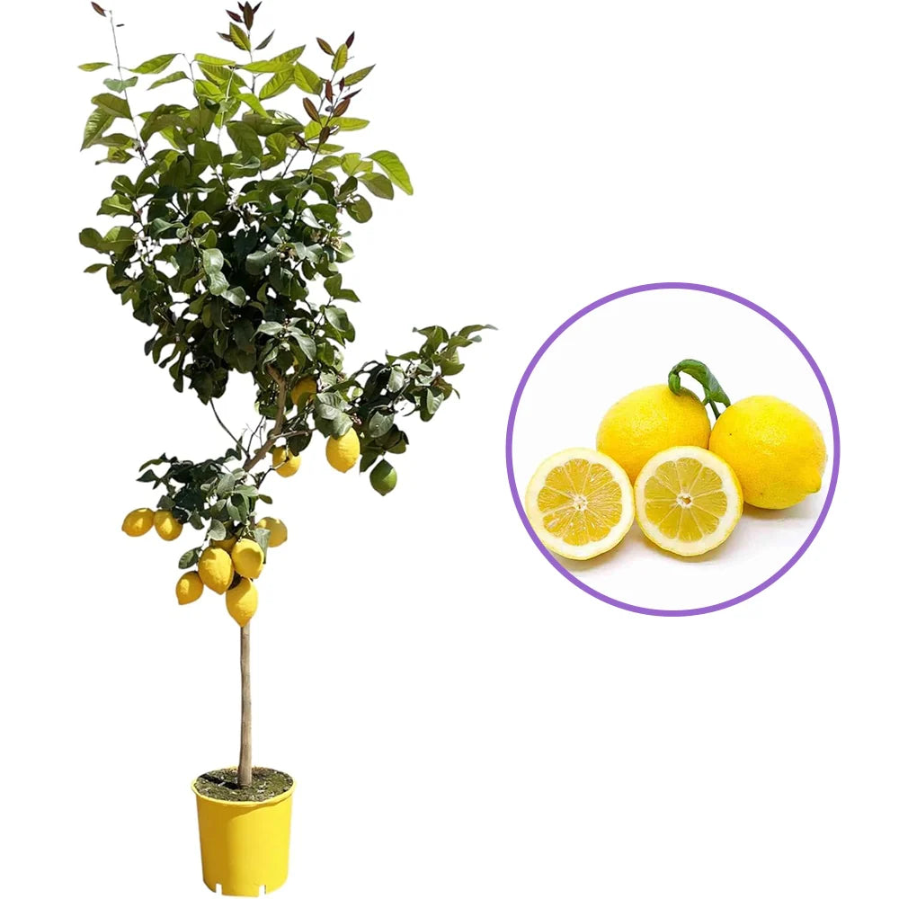 Pom Lamai (Citrus Limon) Amalfitano, 110 cm, cu fructe lungi galbene si parfumate, an 2 pe rod