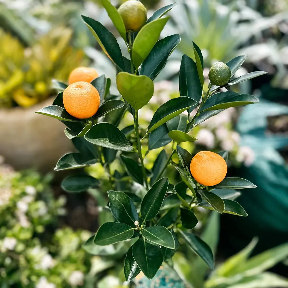 Portocal Kumquat (Citrus Sinensis), cu fructe comestibile integral, gust dulce la interior si acrisor la exterior, livrat cu fructe coapte