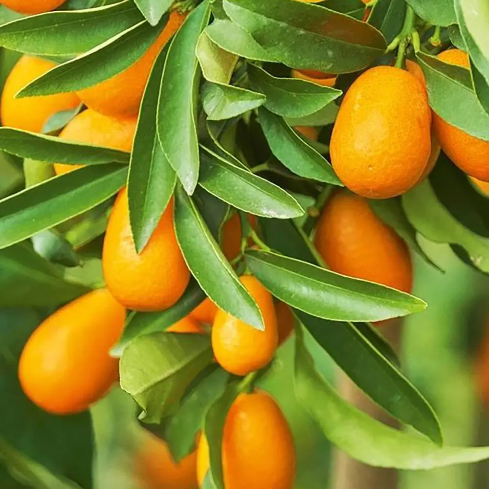 Portocal Kumquat (Citrus Sinensis), cu fructe comestibile integral, gust dulce la interior si acrisor la exterior, livrat cu fructe coapte