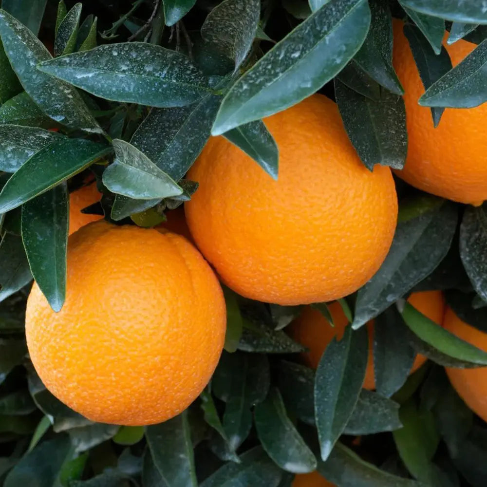 Portocal Washington Navel (Citrus sinensis), cu fructe dulci portocalii fara seminte, an 2 pe rod
