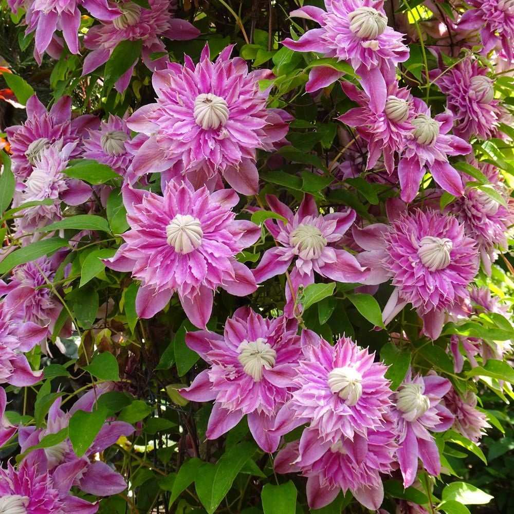 Clematis (Clematita) Josephine Regal, cu flori roz-pal, cataratoare