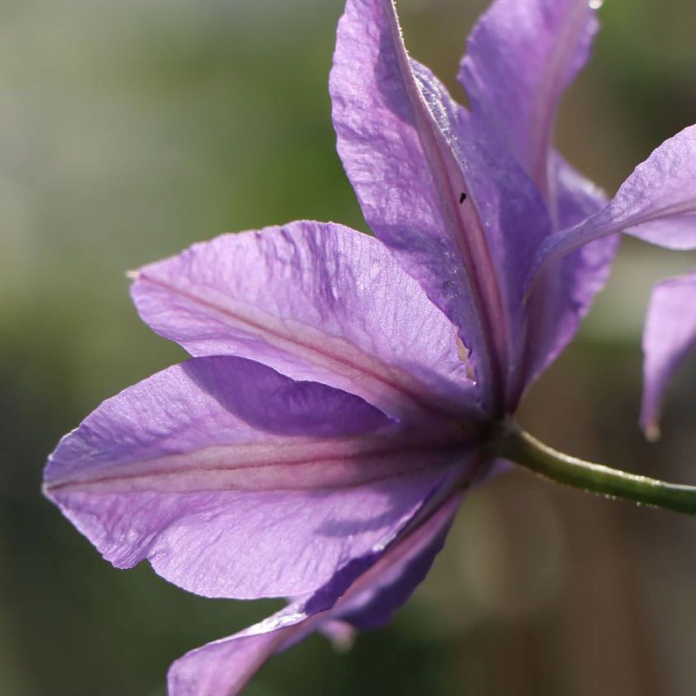 Clematis (Clematita) Konigskind, cu flori violet-intens, cataratoare