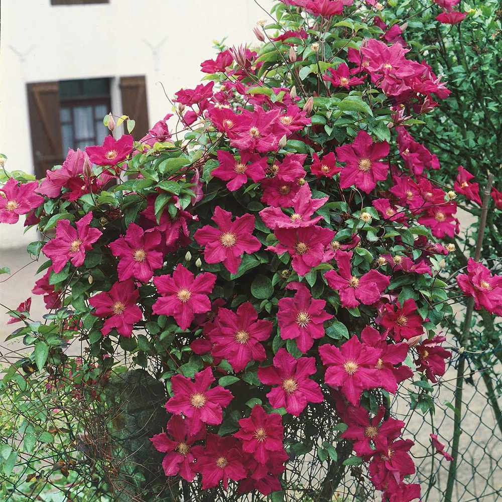 Clematis (Clematita) Rouge Cardinal, cu Flori Purpurii, Cataratoare
