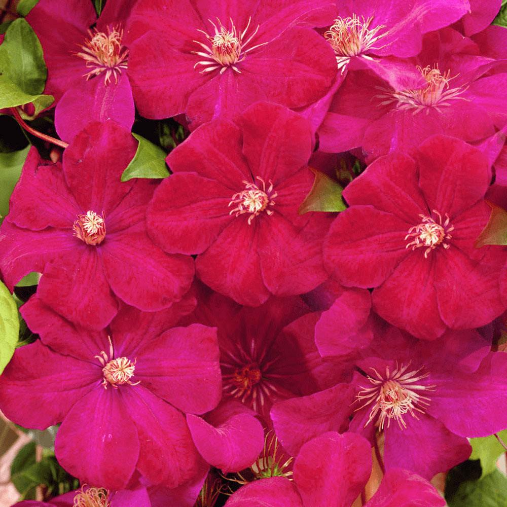 Clematis (Clematita) Rouge Cardinal, cu Flori Purpurii, Cataratoare