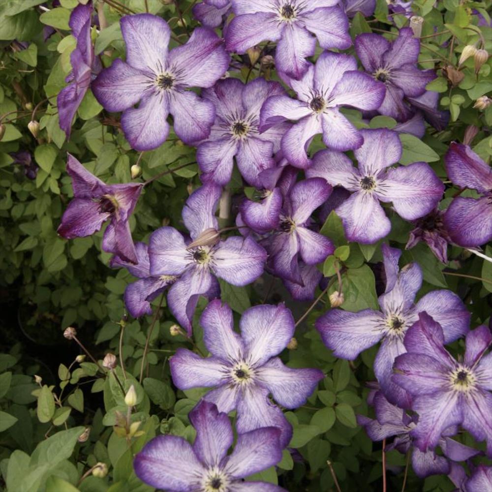 Clematis (Clematita) Super Nova, cu Flori mov cu alb, Cataratoare