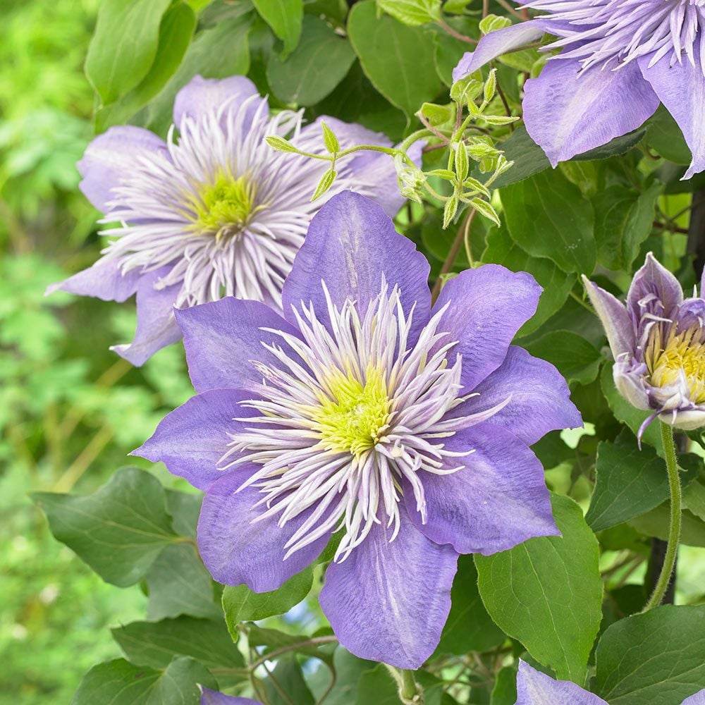 Clematis Crystal Fountain Regal, cu flori albastre-mov, cataratoare