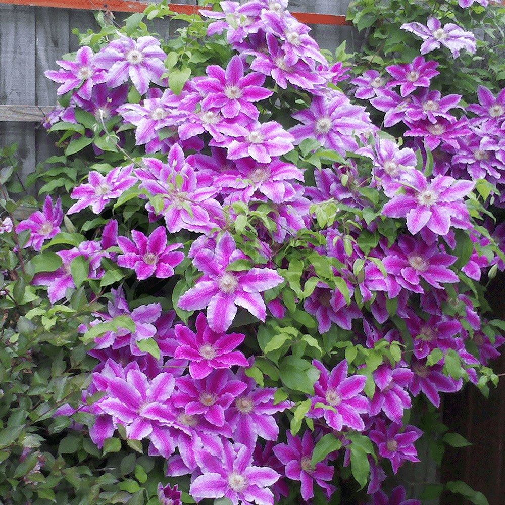 Clematis (Clematita) Dr. Ruppel, cu flori mari roz-alb, cataratoare