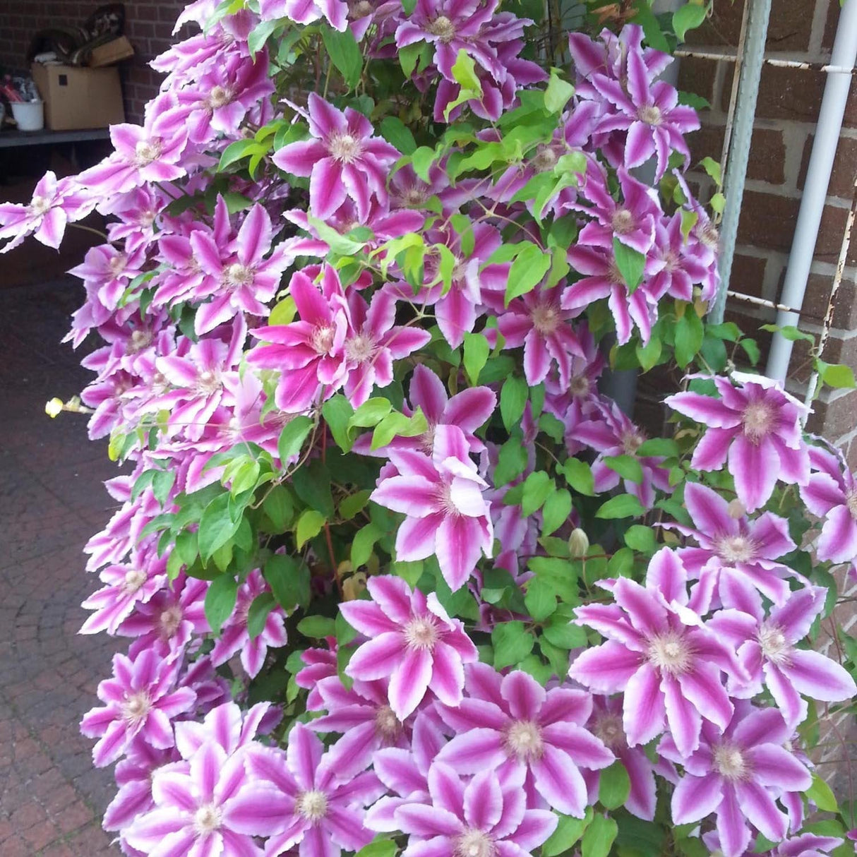 Clematis (Clematita) Dr. Ruppel, cu flori mari roz-alb, cataratoare