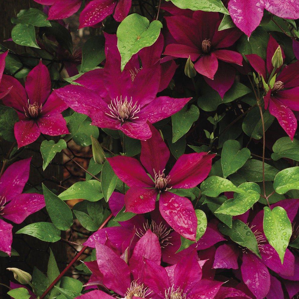 Clematis Ernest Markham, cu flori rosii, cataratoare