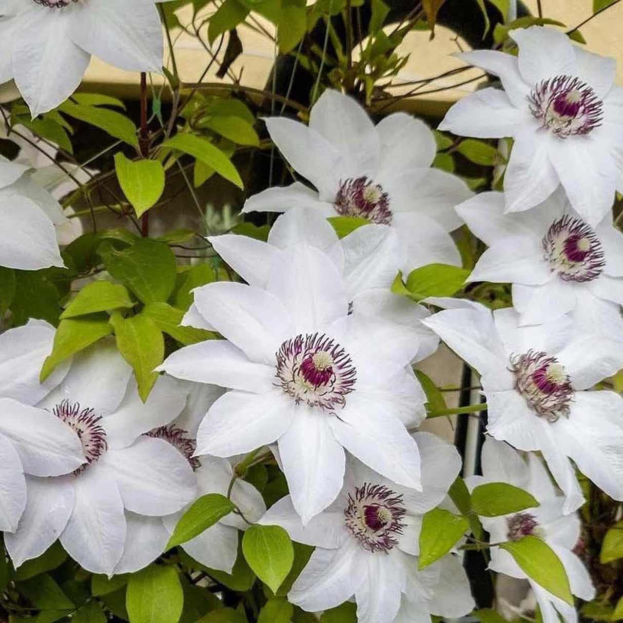 Clematis (Clematita) Miss Bateman, cu flori albe, cataratoare