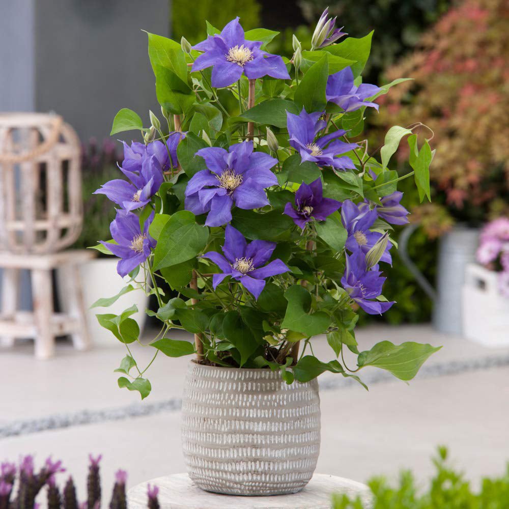 Clematis (Clematita) Olympia, cu flori violet, cataratoare