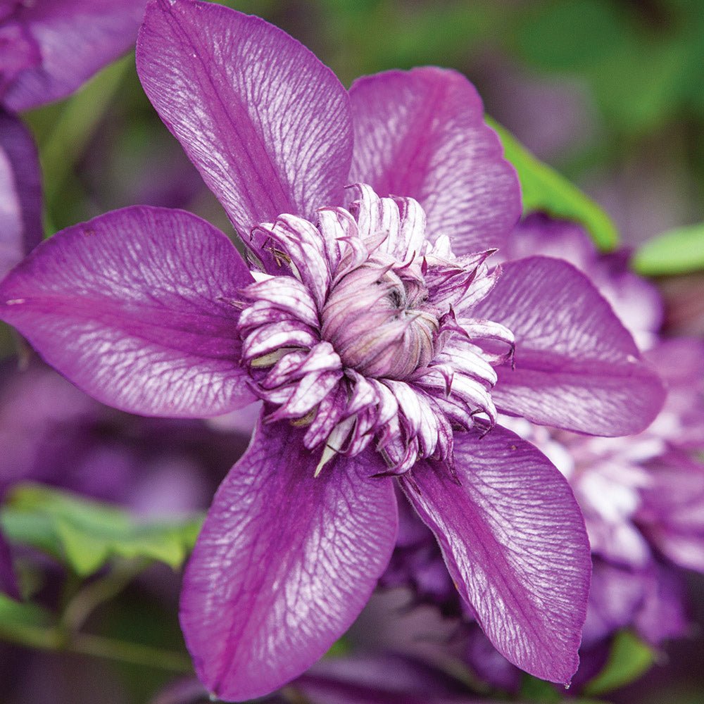 Clematis purpuriu-inchis Cassis, Cataratoare