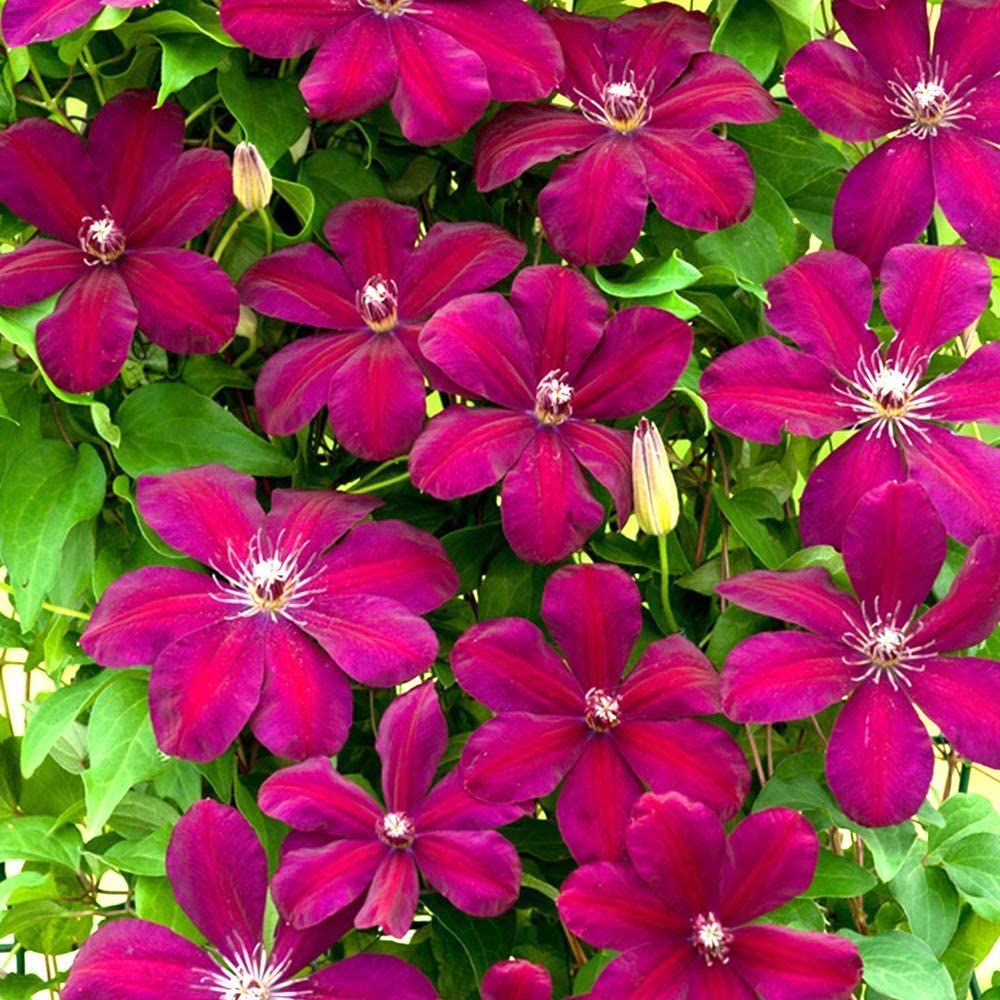 Clematis (Clematita) Rouge Cardinal, cu Flori Purpurii, Cataratoare