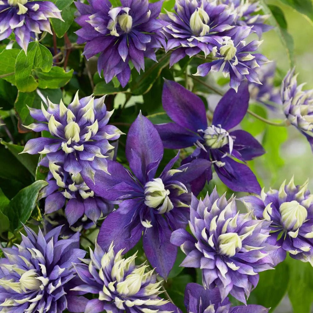 Clematis (Clematita) Taiga, cu Flori mov-galben, cataratoare