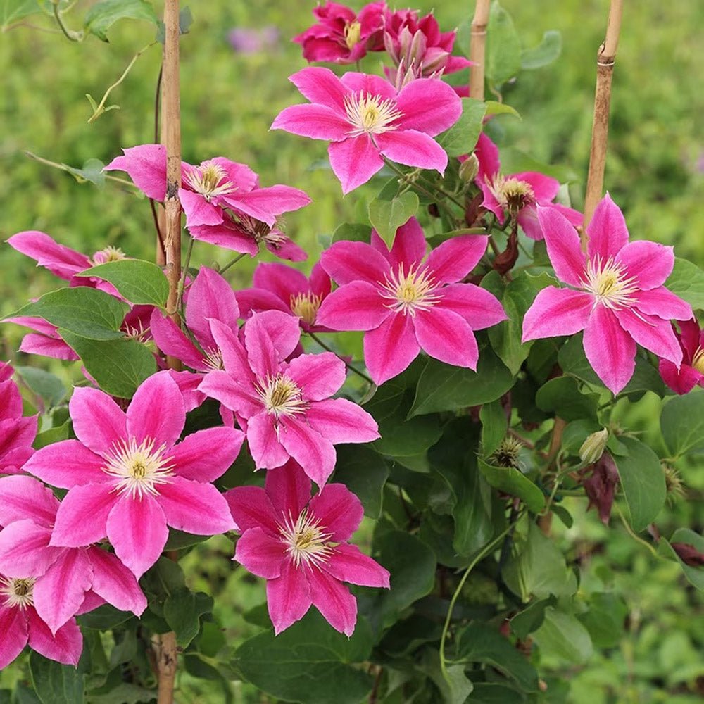 Clematis (Clematita) Vicky, cu Flori purpurii si inima alba, cataratoare