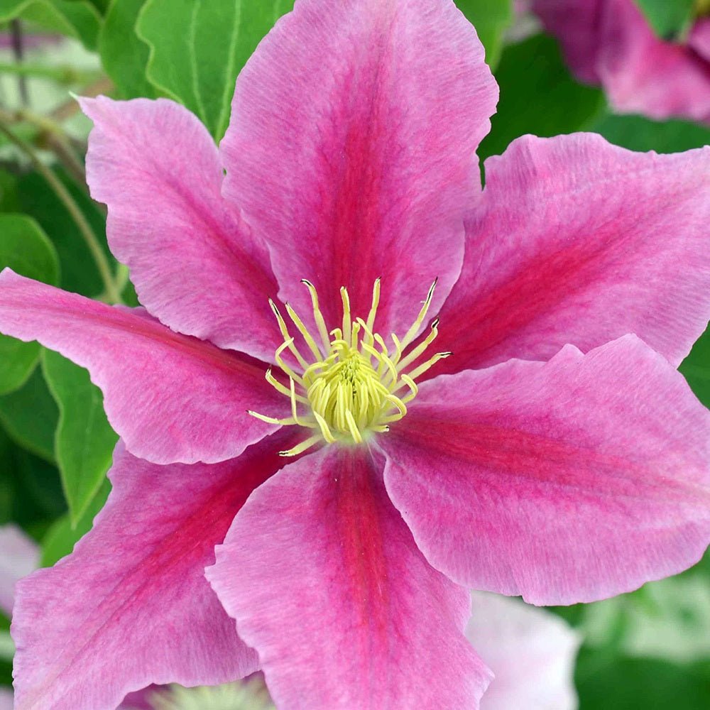 Clematis (Clematita) Vicky, cu Flori purpurii si inima alba, cataratoare